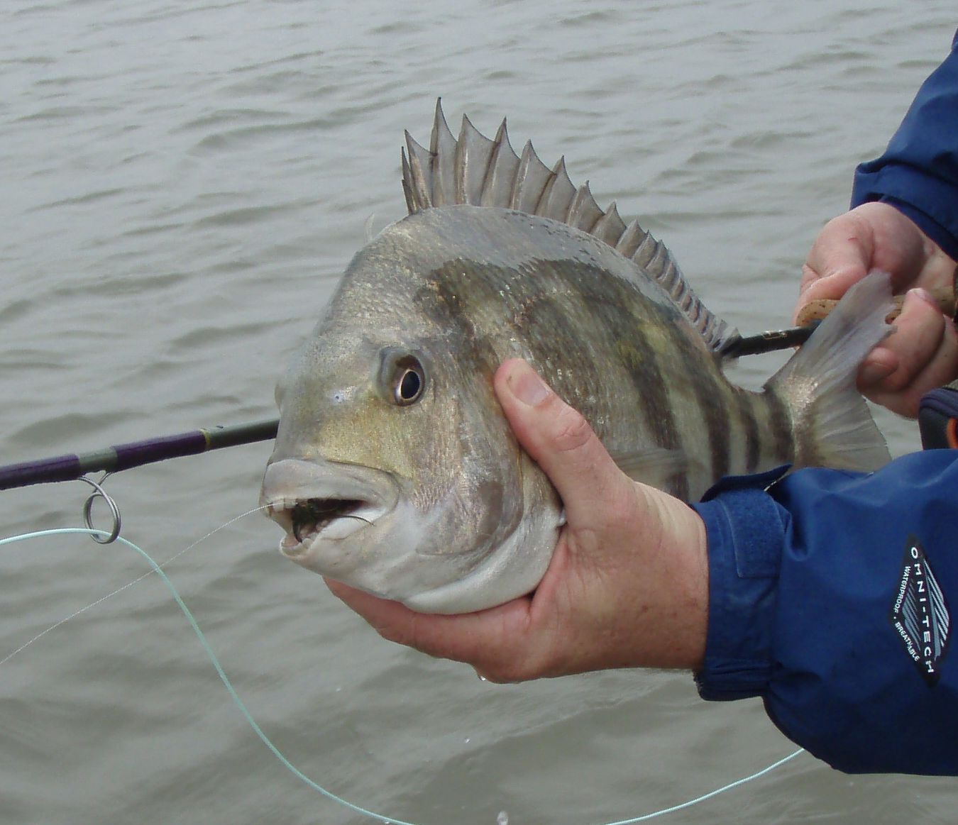 Stripes and Spots, Sat, Feb 6:  Sheepshead and Reds Day trip  (Boat and Kayak)
