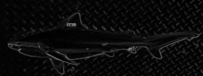 Question:  What is a simple fly to tie for small, 24″-36″, sharks?